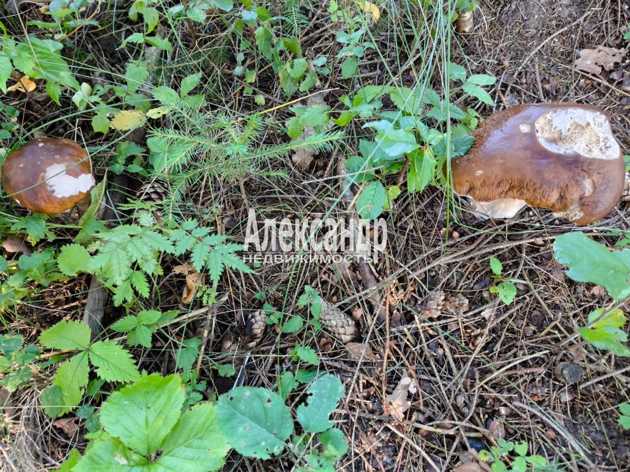 Жилой дом (36м2) на продажу — фото 15 из 17